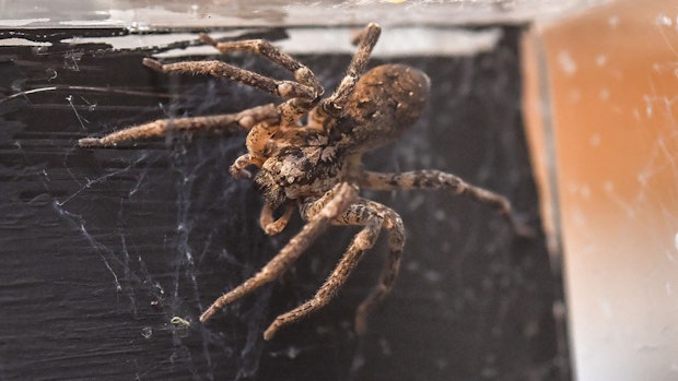 Warum im Saterländer Reptilienhuus 100 Nosferatu-Spinnen schlüpfen