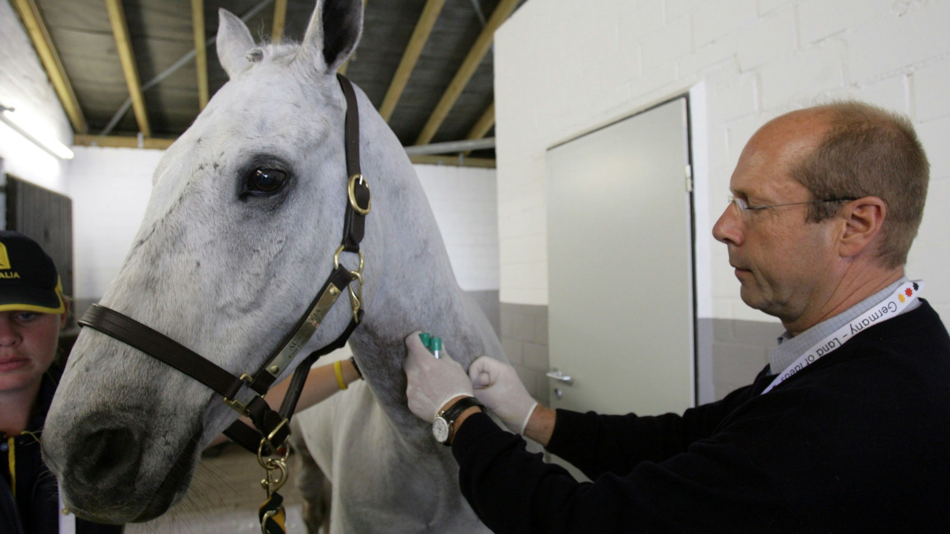 Ein Tierarzt entnimmt Blut. Der Nachweis von Herpesviren gelingt nur durch eine Laboruntersuchung. Foto: dpa / Gambirini