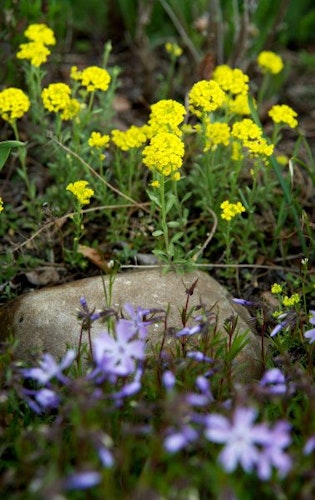 Eine schöne Kombination für den Garten: gelbes Steinkraut (Alyssum montanum) und Polster-Phlox (Phlox subulata). Foto: dpaWarnecke