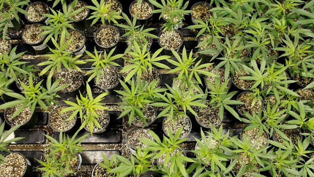 Gibt es bald Cannabis aus Bonrechtern?