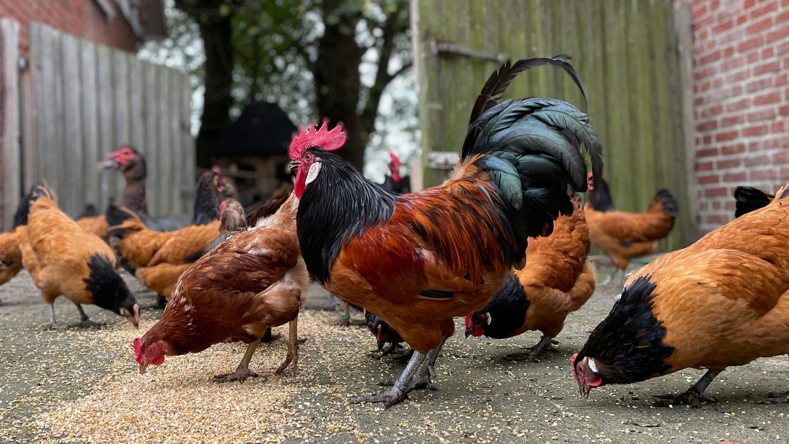 Chef auf dem Hühnerhof: Bei den Vorwerkhühnern herrscht eine klare Hackordnung. Foto: G. Meyer