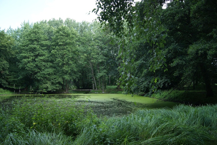 Ein prägendes Element des Parks sind die Teiche, die schon vor einigen Jahrzehnten angelegt wurden. Foto: Stadt Vechta