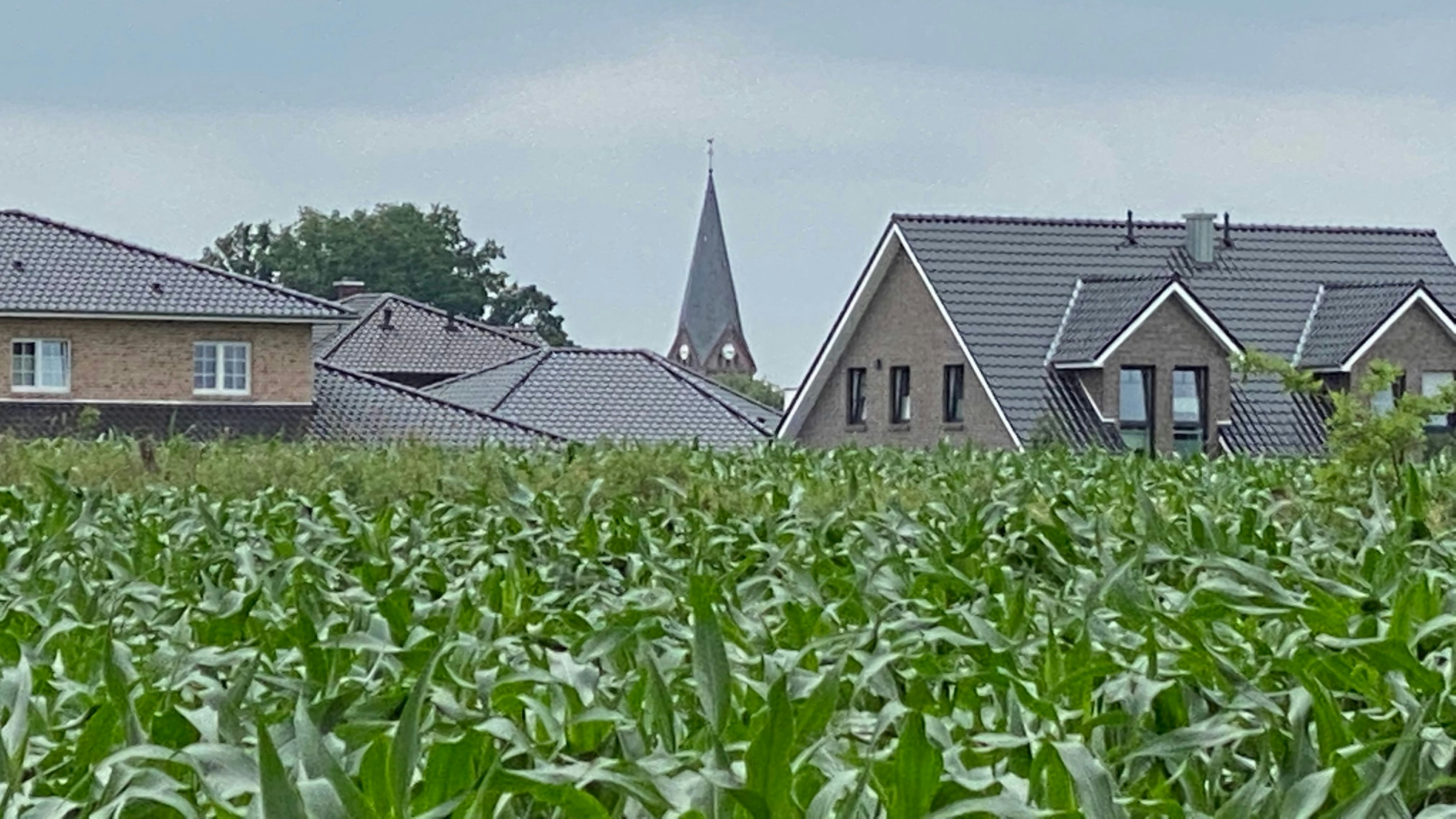 Lückenschluss: Noch wächst auf der Fläche Mais, die künftig ebenfalls als Wohnbauland im neuen Baugebiet "Südlich Neuland" ausgewiesen werden soll. Foto: Wimberg