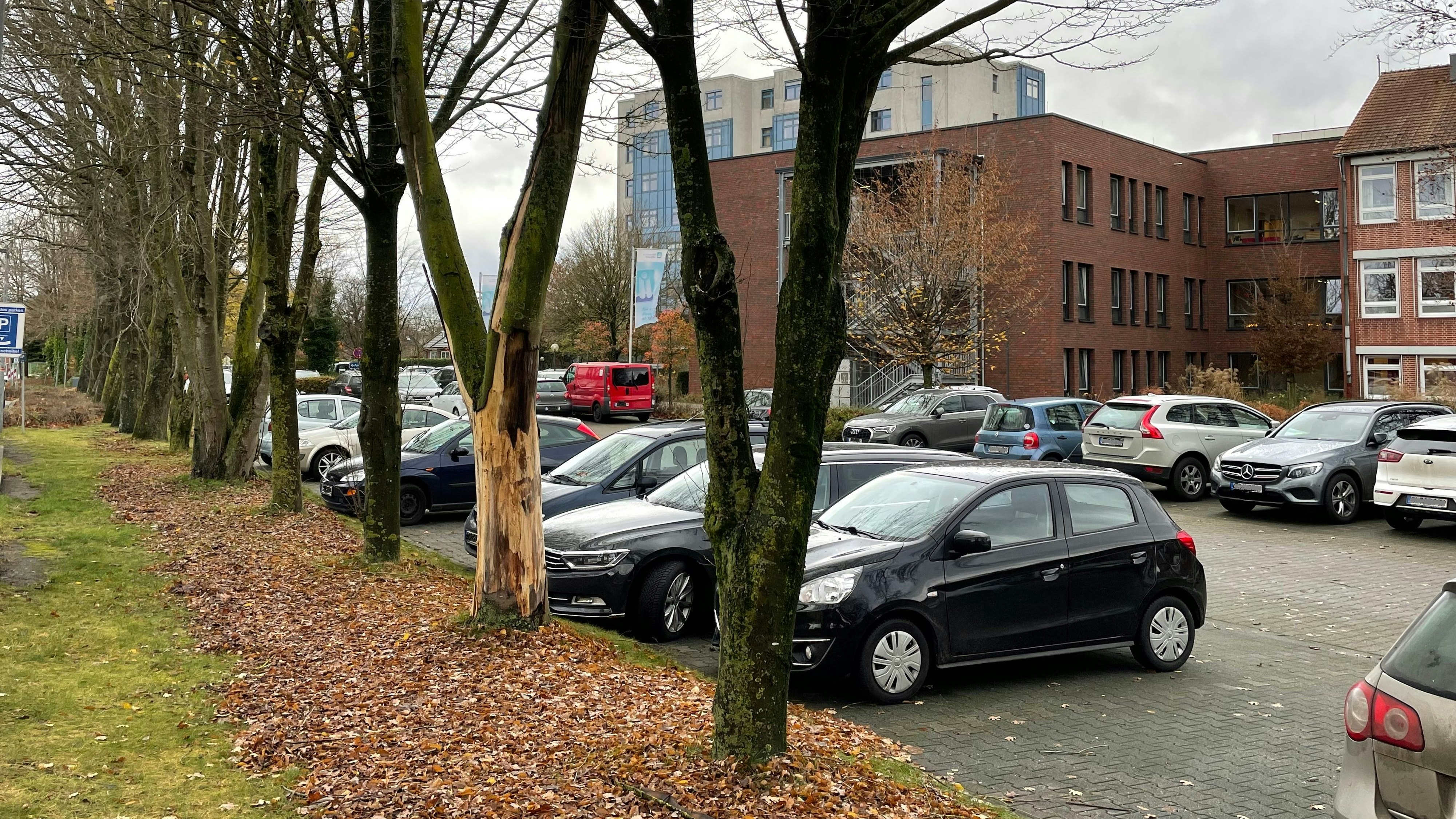 Debatte: Einige Bäume dieses Grünstreifens entlang der Heinrich-von-Oytha-Straße sollen für den Krankenhaus-Neubau gefällt werden.&nbsp; Archivfoto: Stix