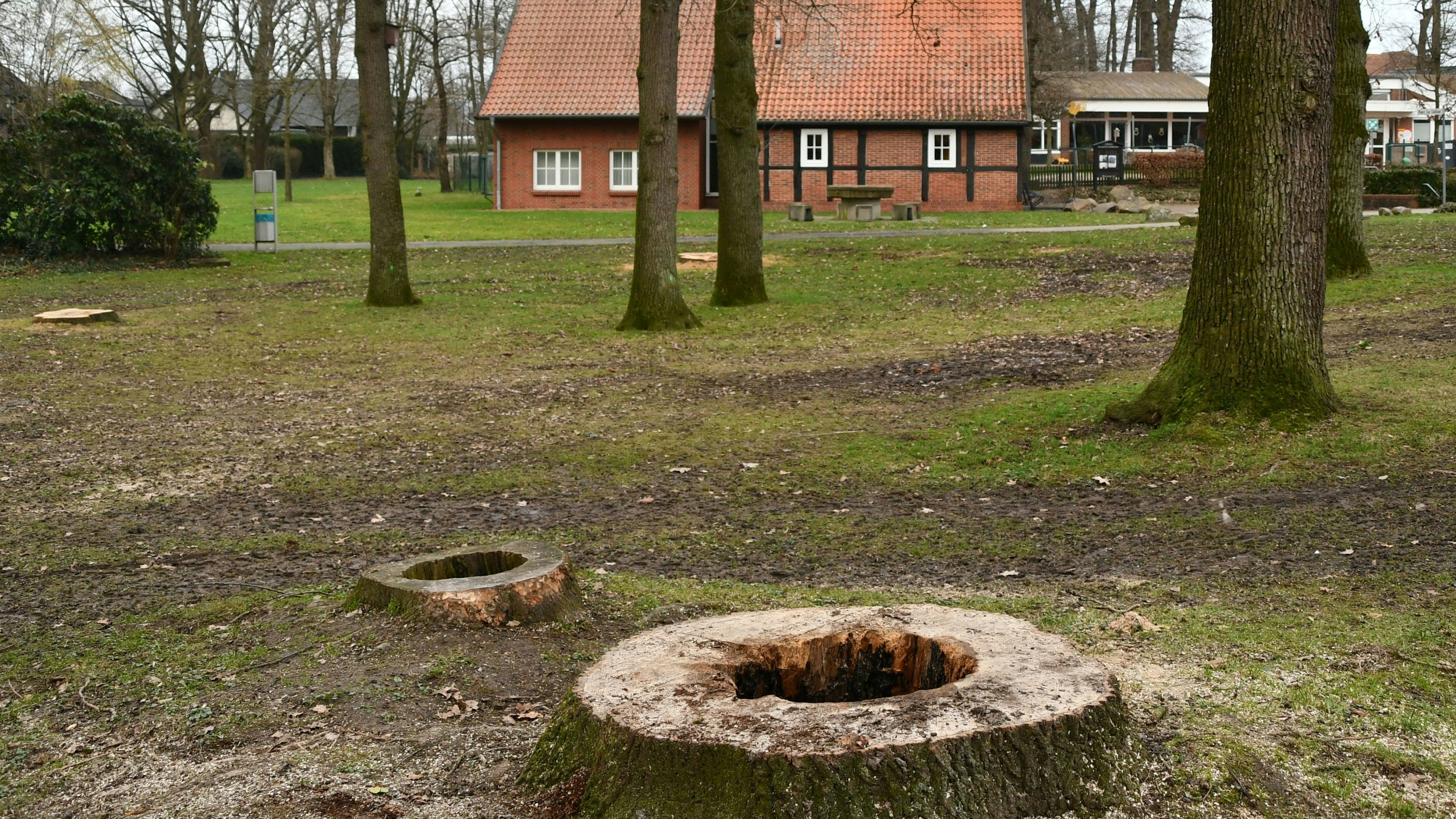 Vom Pilz zerfressen: Der Bauhof hat 9 Bäume im Langfördener Park gefällt. Foto: Stadt/Heyng