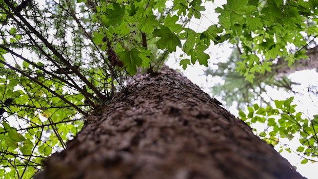 Bestände sichern: Grüne und UWG fordern Baumschutz-Satzung