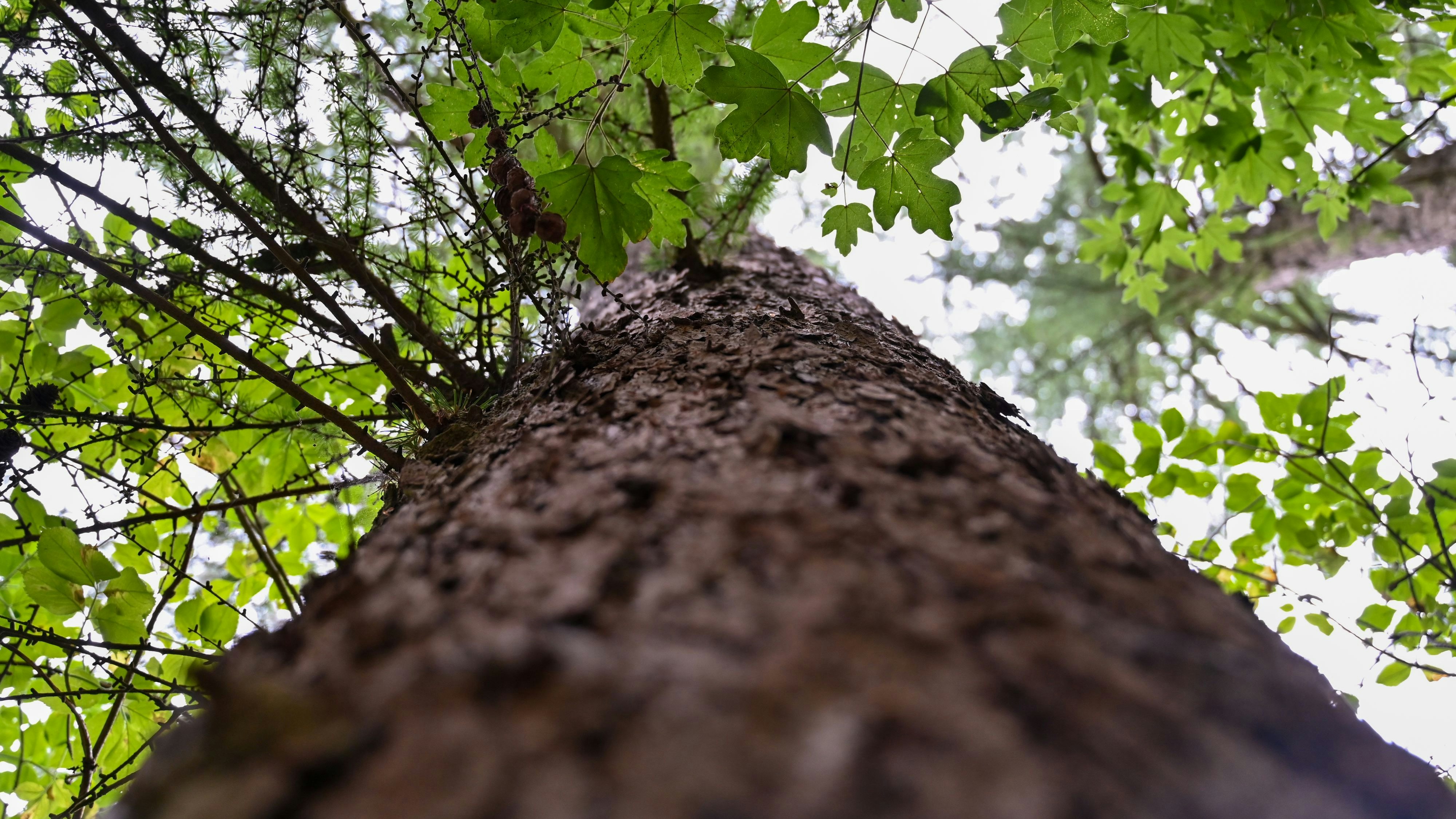 Den Baum im Blick: In Holdorf untersucht ein Baumgutachter den Zustand an ausgewählten Flächen. Foto: dpa
