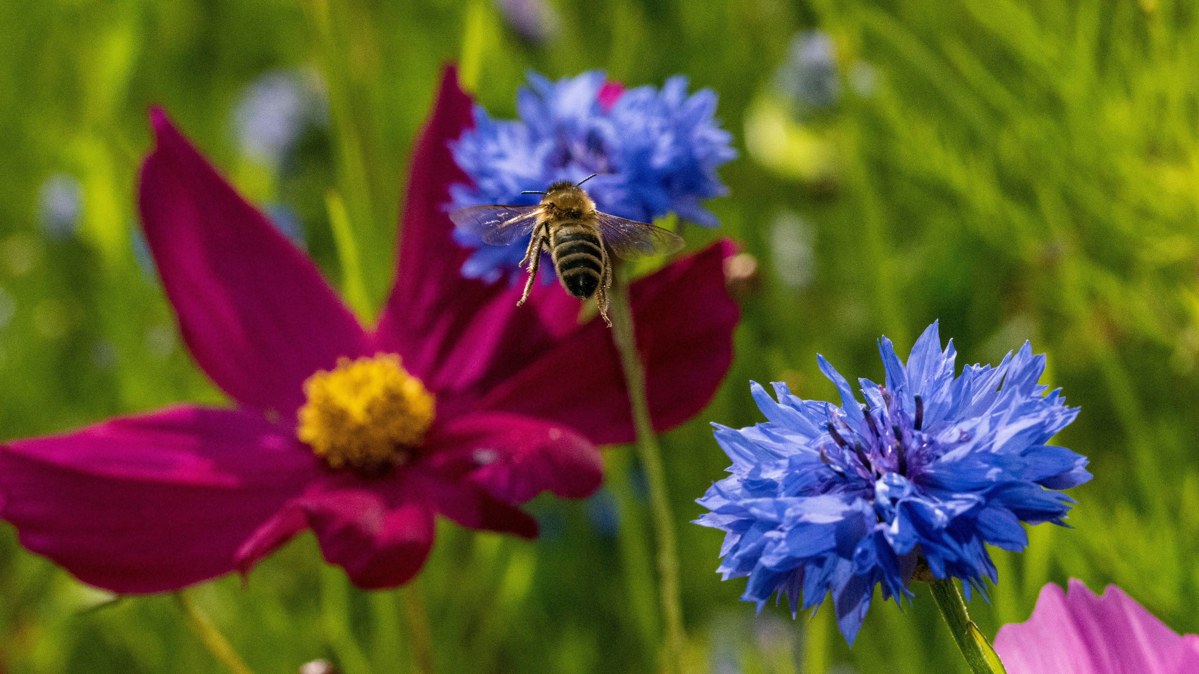 Nahrungsquelle: Bienen und andere Insekten bevölkern die Blühstreifen und Blühwiesen, die mit dem Saatgut, das die Gemeinde zur Verfügung gestellt hat, angelegt wurden. Archivfoto: Vorwerk