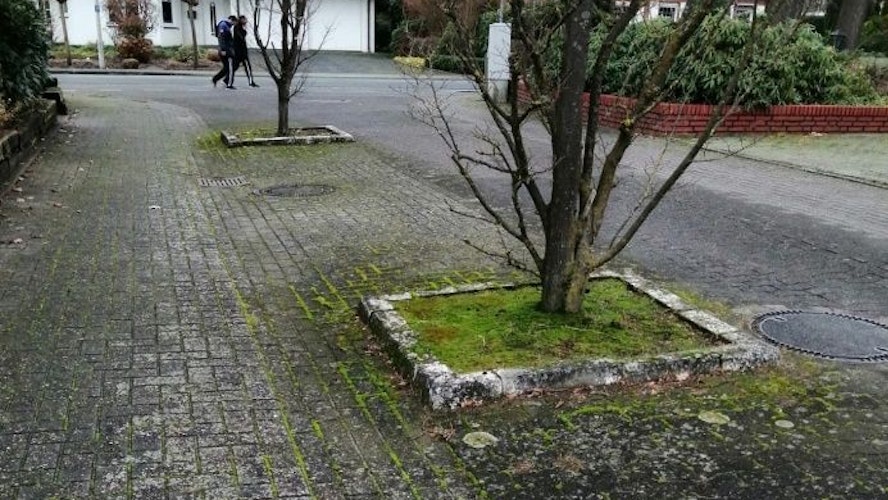 Und noch ein Beispiel: Auch in der Straße Am Burgwald gehts den Stadtbäumen miserabel.  Foto: Bürgerinitiative Pro Wald