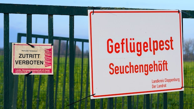 Bestätigt: Geflügelpest erreicht jetzt auch den Landkreis Cloppenburg