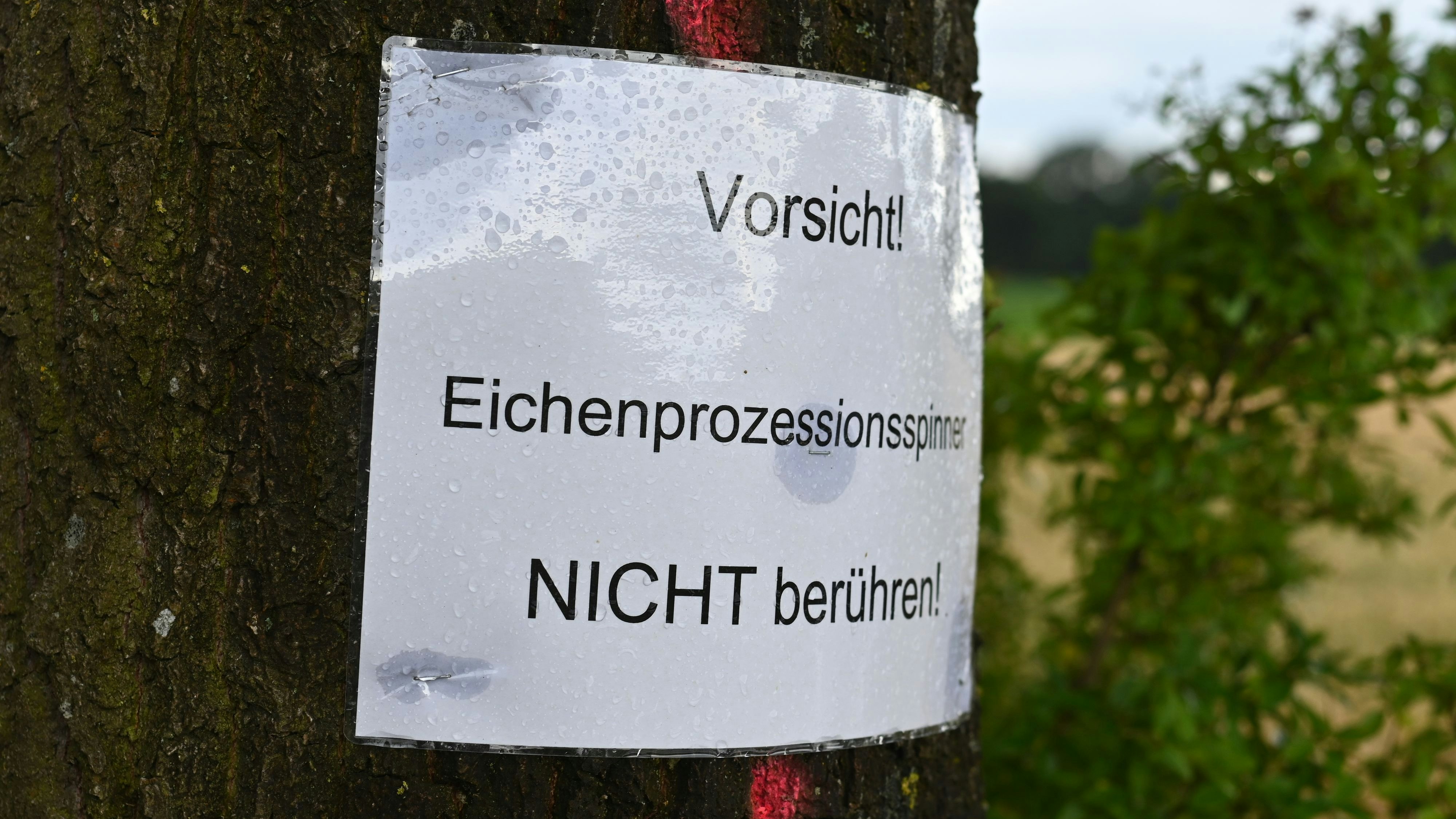 Auch in Cloppenburg verbreitet: Der Eichenprozessionsspinner muss desöfteren im Stadtgebiet beseitigt werden. Foto: Vorwerk