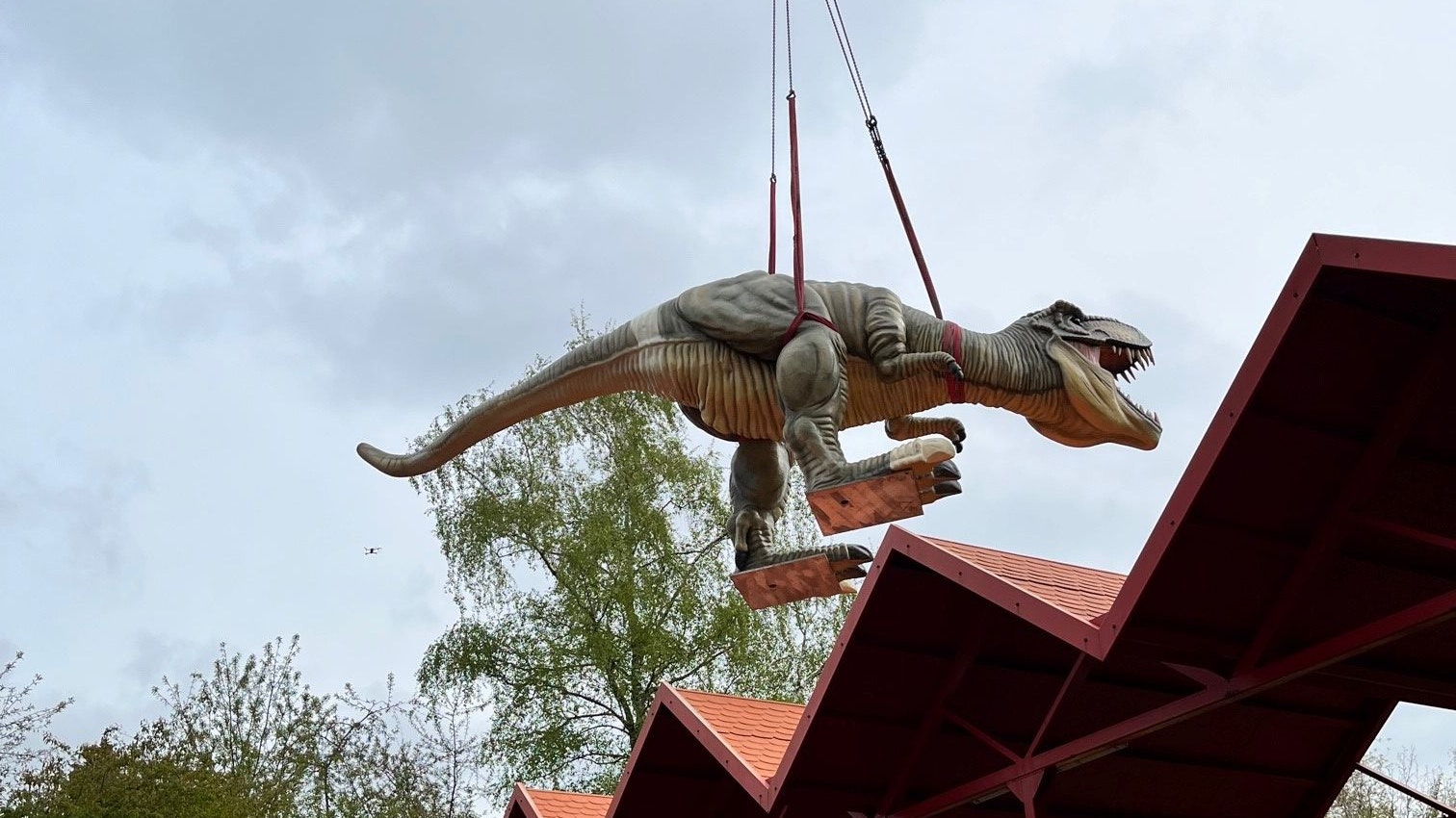 Der 4 Meter große Tyrannosaurus Rex wird in den Tierpark gehievt. Foto: Tierpark Thüle