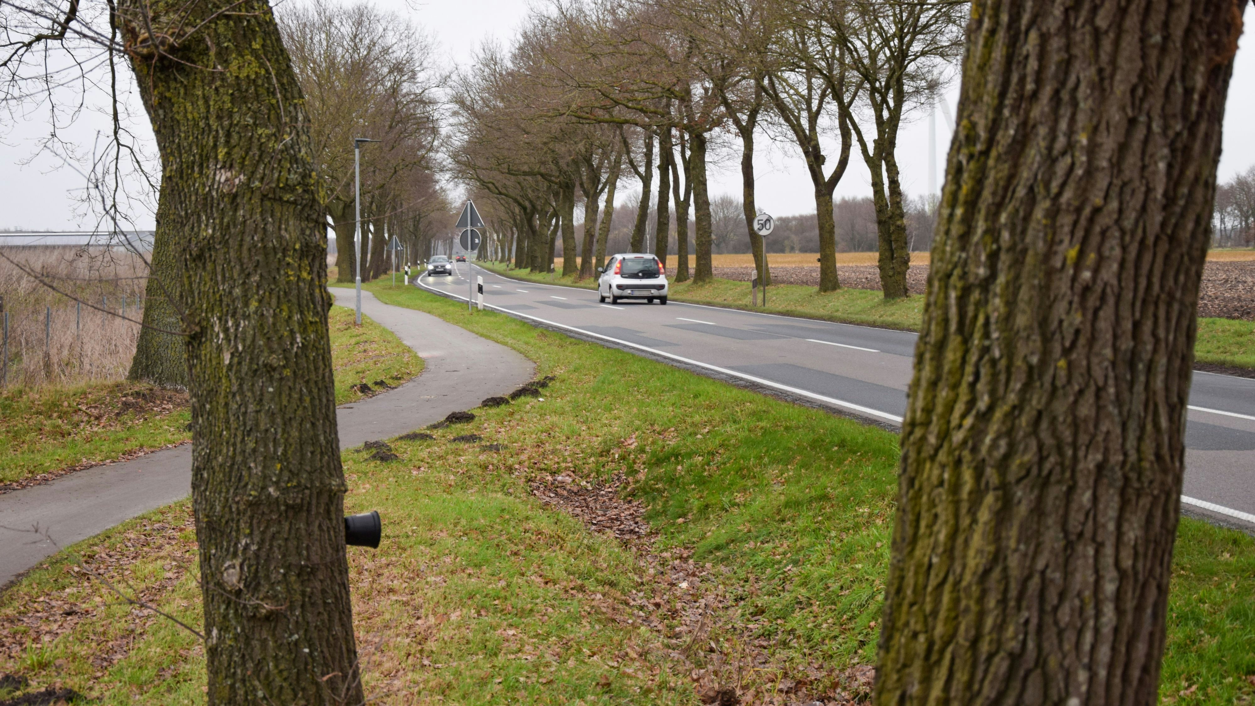 Im Fokus der Diskussion: Die K147 zwischen Gehlenberg und Neuscharrel. Hier werden zahlreiche Bäume gefällt. Foto: Hermes