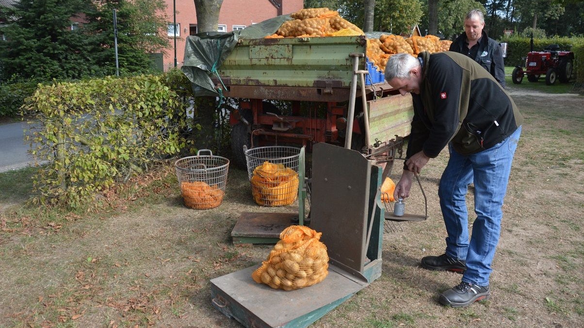 Nach dem Aufsammeln: Mit der alten Waage werden die Kartoffeln abgewogen und verkauft. Foto: Landwehr