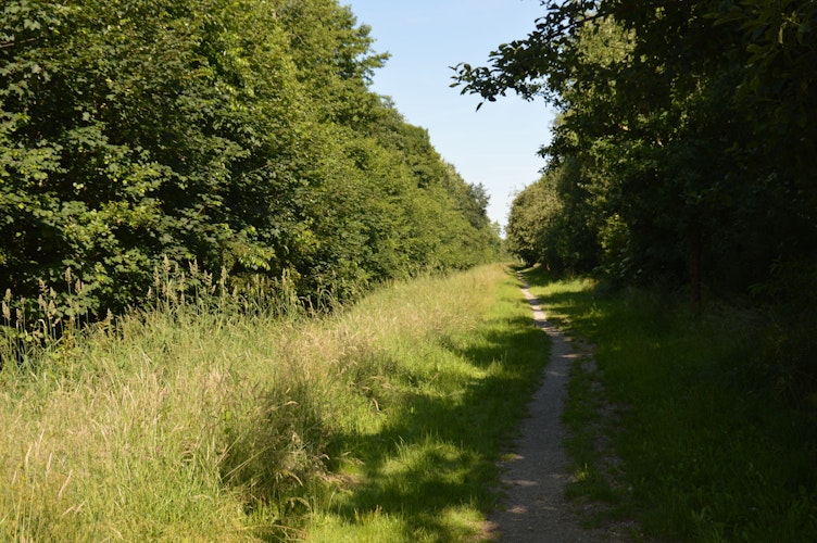 Ganz idyllisch verläuft der Radweg von Molbergen nach Grönheim zwischen Moorstraße und Dosenkanalweg durch das Biotop. Foto: Landwehr