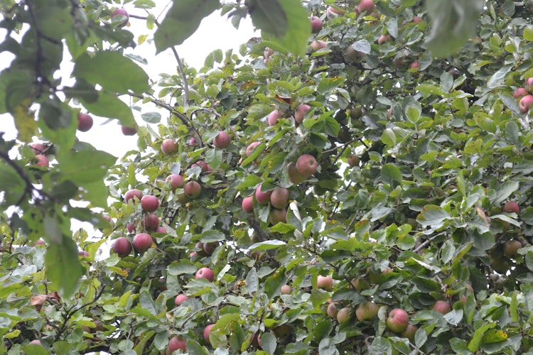 Die Zweige der Bäume im Dorfpark hängen voller Äpfel.   Foto: Schrimper