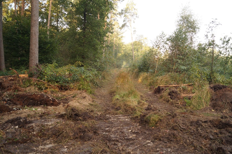 Zum Vergleich: Hier hat sich das Forstamt den Rückbau des Grabens gespart, da er nicht so tief ist. Für den Laien sieht das aufgrund des Bewuchses naturnäher aus.   Foto: C. Meyer