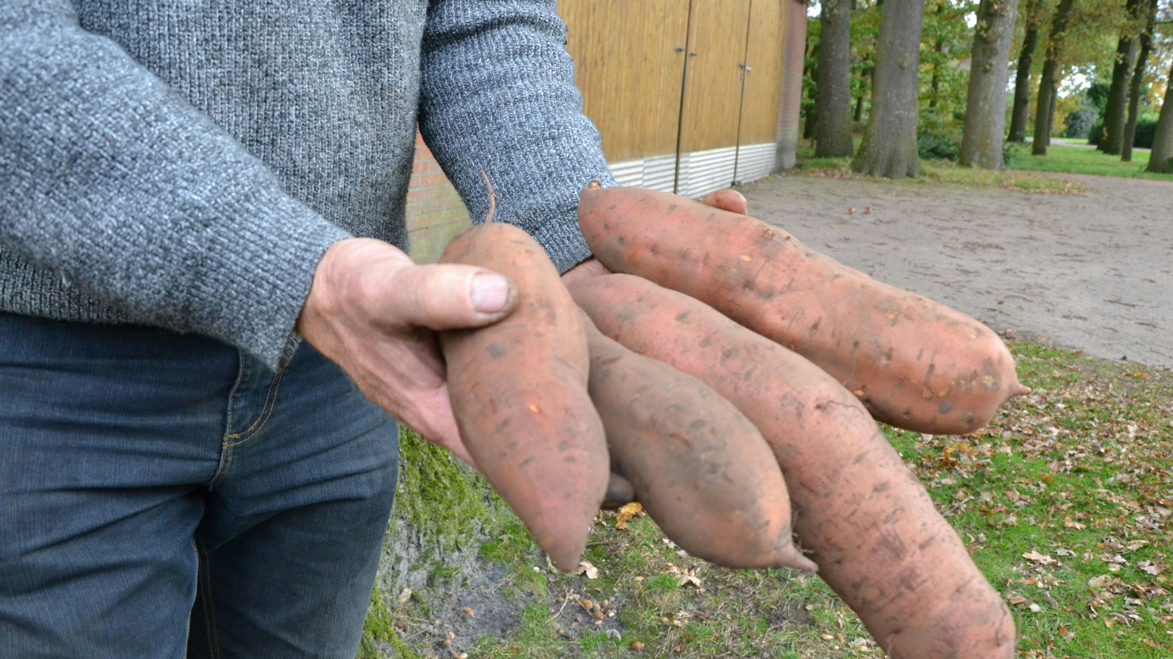 Gut gewachsen: Die Süßkartoffeln fanden in Suhle gute Bedingungen vor. Foto: Meyer