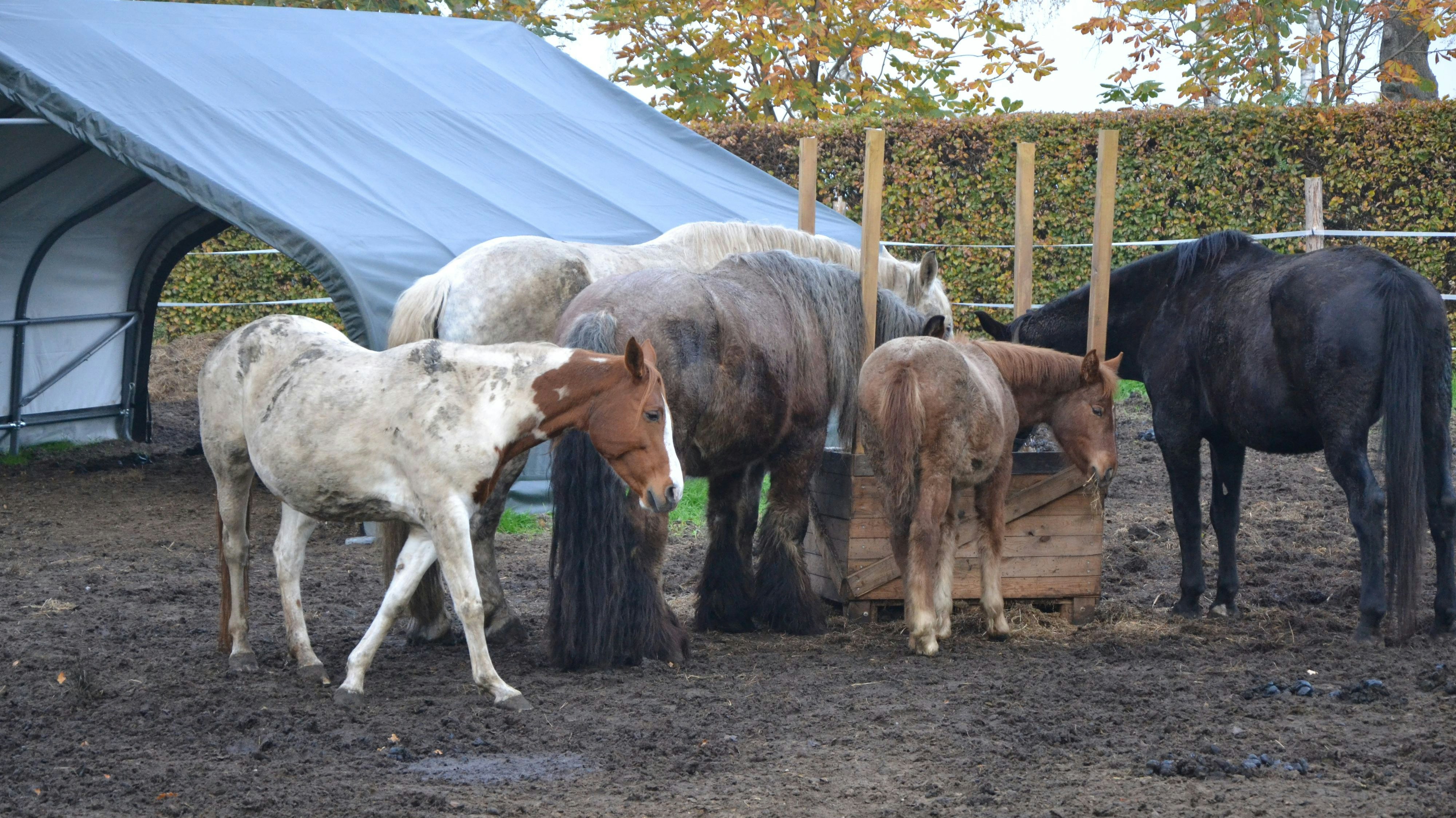 Kleine Herde: 5 Pferde sind auf einer Koppel in Helmighausen untergebracht. Foto: G. Meyer