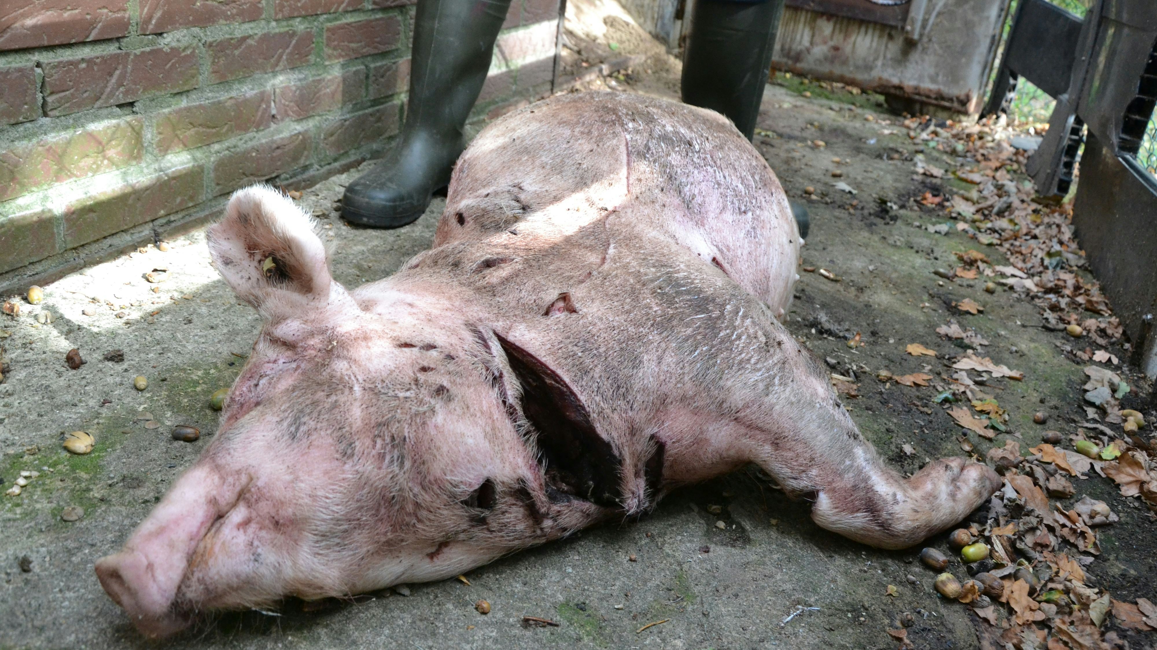 Wie beim Schlachter: Das Schwein wurde regelrecht aufgeschlitzt. Foto: Meyer