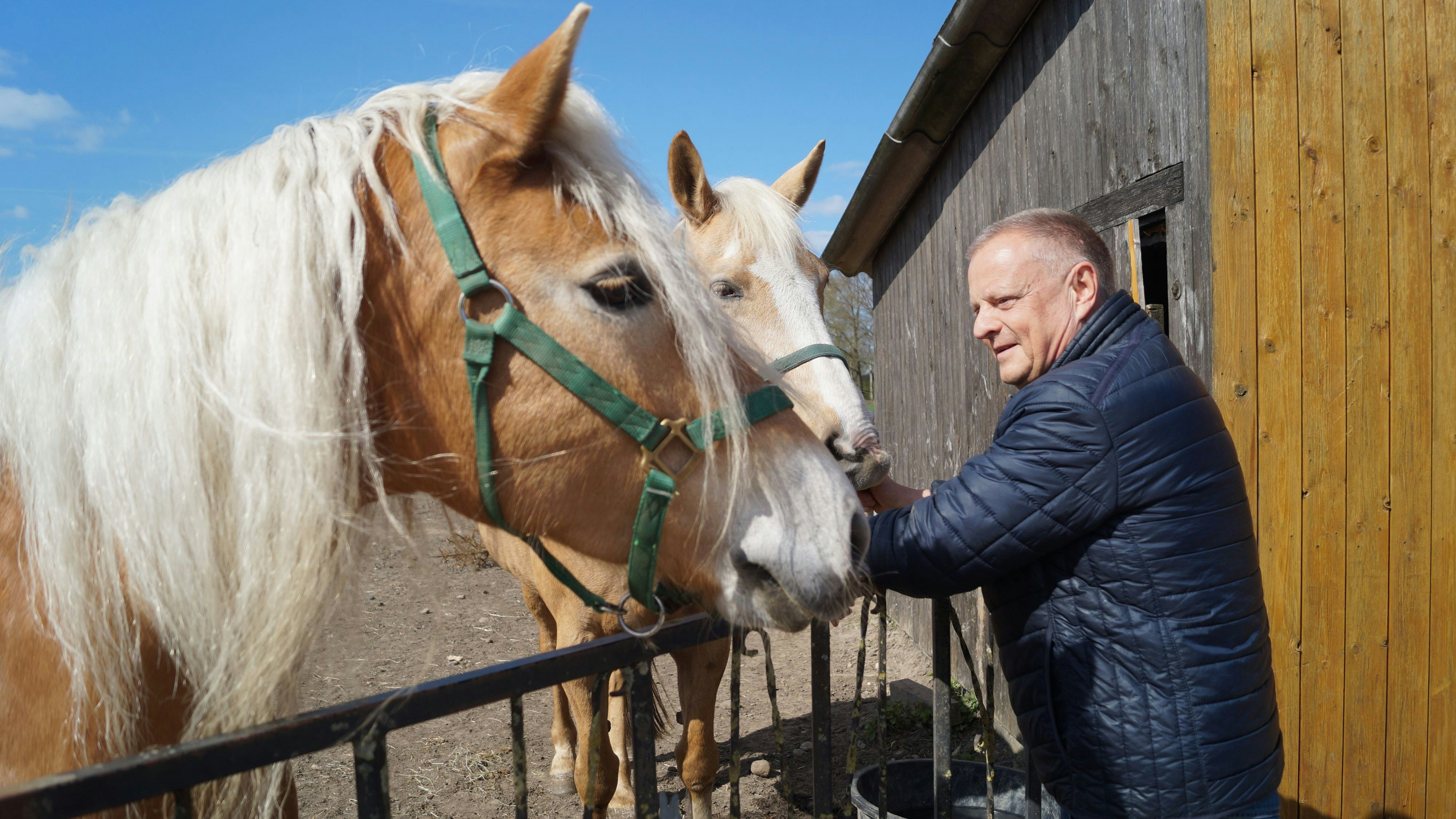Gibt es etwas zu fressen? Die Ponys sind neugierig, ob Uwe Prinz, Vorsitzender des Ponyclubs Ellenstedt, ihnen etwas Leckeres mitgebracht hat. Foto: C. Meyer