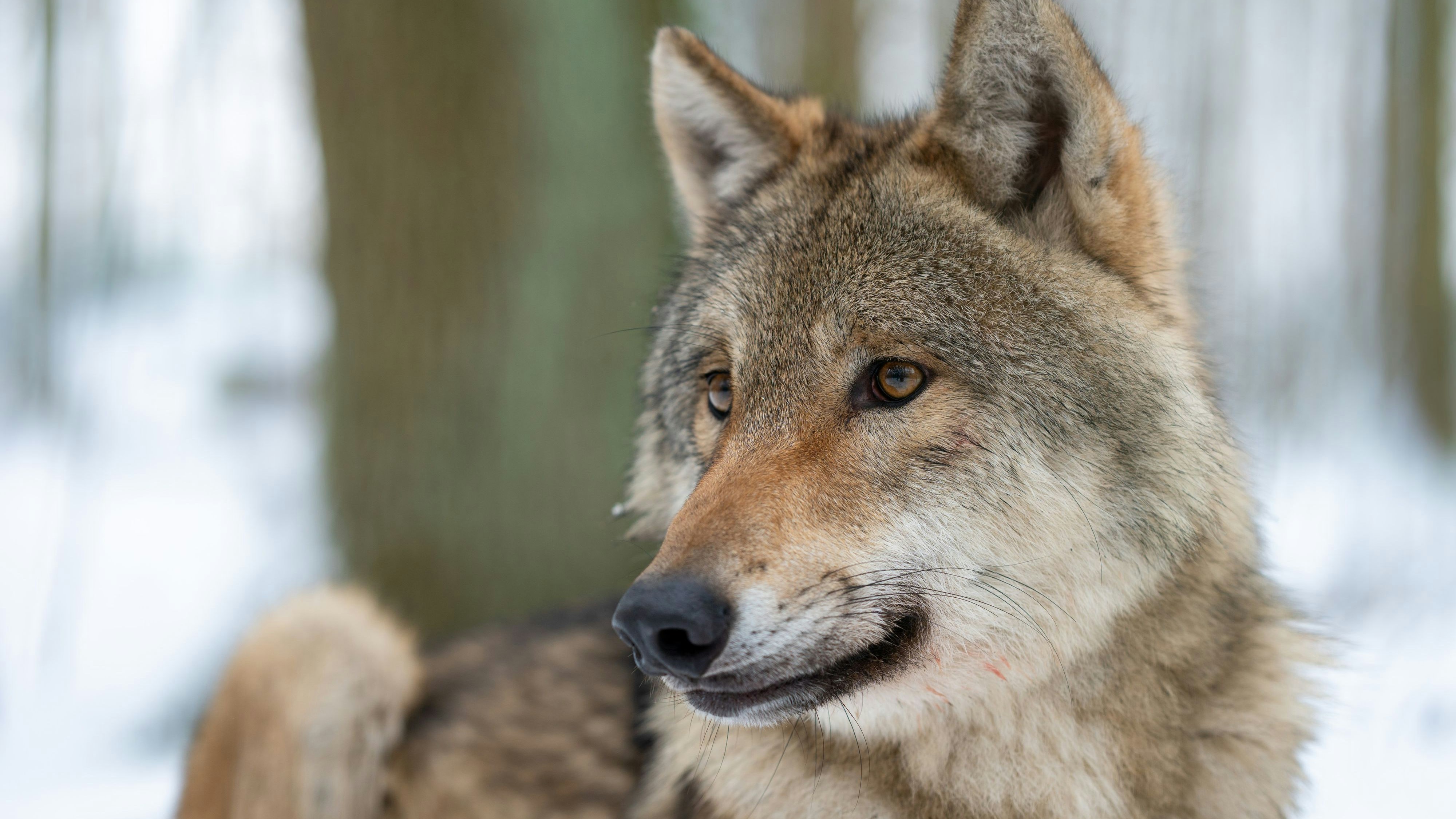Wolf im Winter: Hier fotografiert im Wolfcenter Dörverden. Foto: M. Niehues