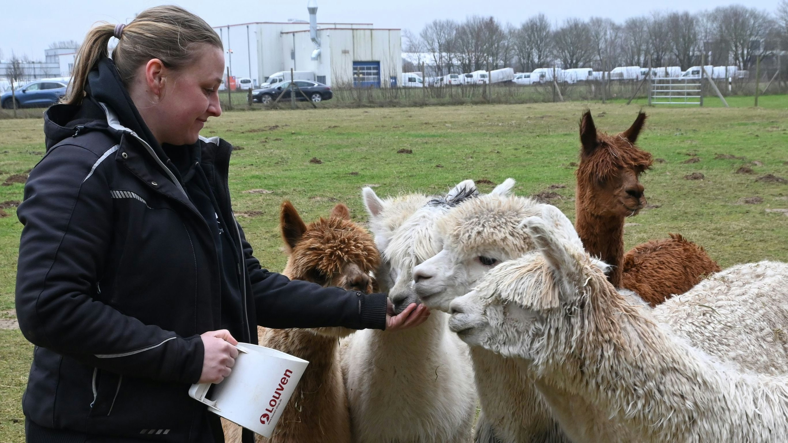 Herdentiere: Zutraulich sind Alpakas nur, wenn ihre Besitzer in der Nähe sind. Christina Klövekorn fressen sie aus der Hand. Foto: Vorwerk