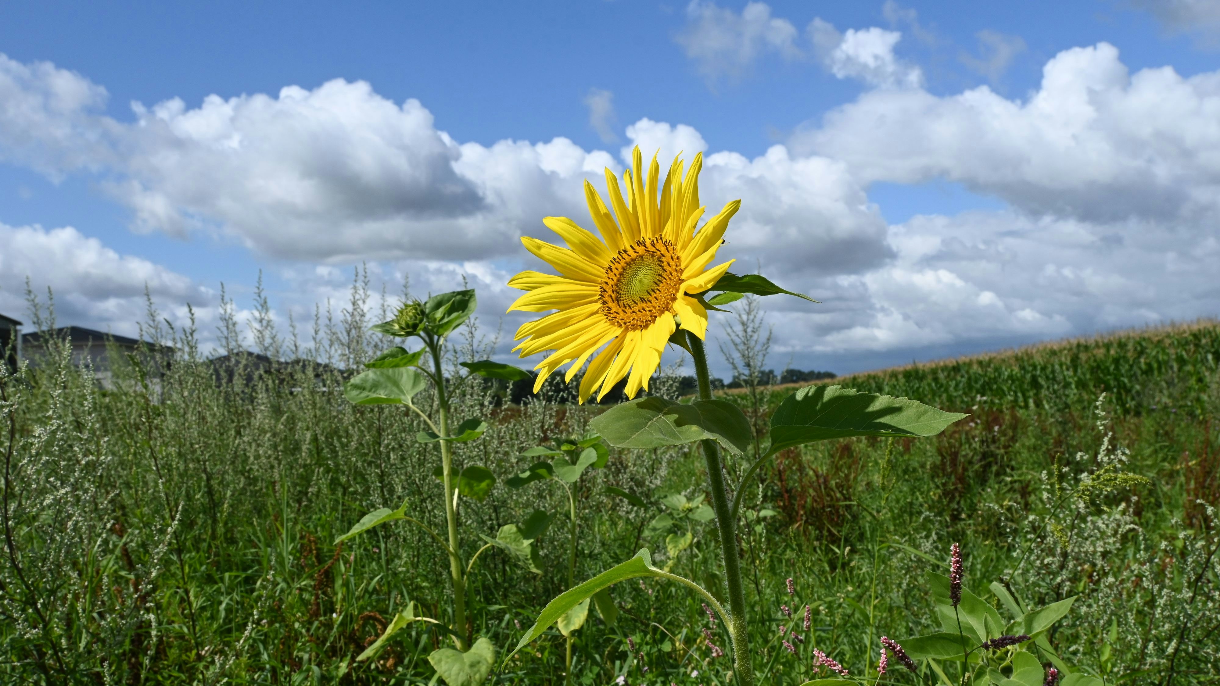 Sonnenblumen können sich meistens gut durchsetzen. Foto: Vorwerk