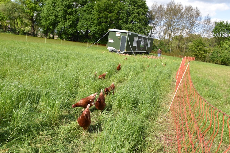 Neugierig: Einige Hühner folgen dem Reporter, als dieser das Gehege verlassen will. Im Hintergrund kümmert Kurre sich um seine Hennen. Foto: Ebert