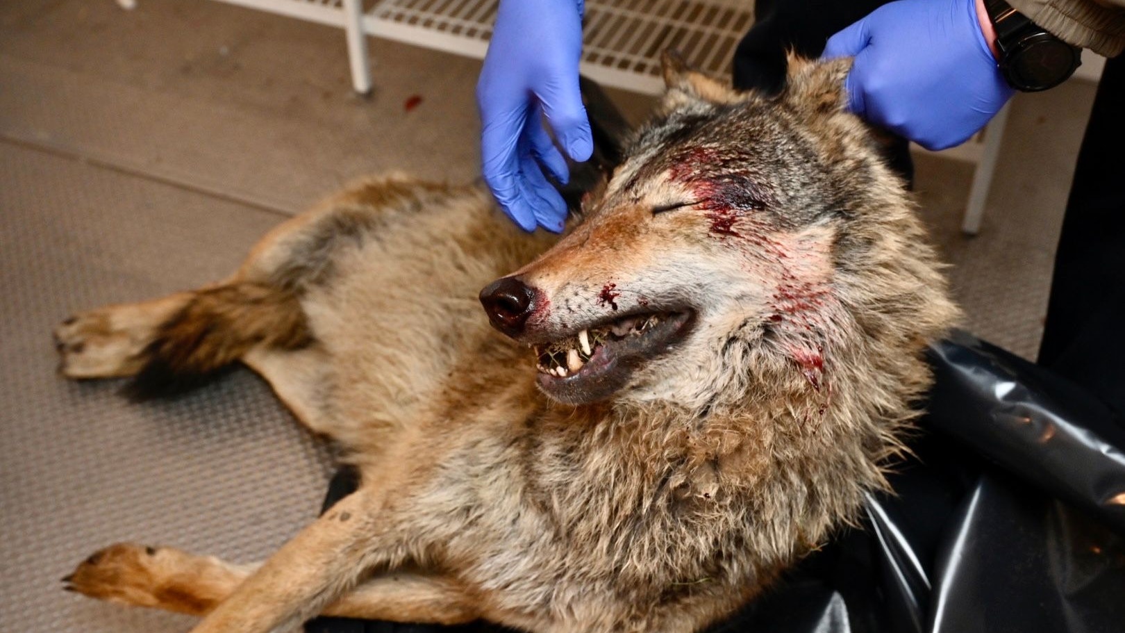 Wolfsberater Ulrich Heitmann nimmt das getötete Tier in Augenschein. Foto: M. Niehues