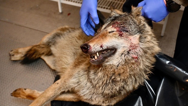 Wolf wird bei Unfall in Goldenstedt getötet