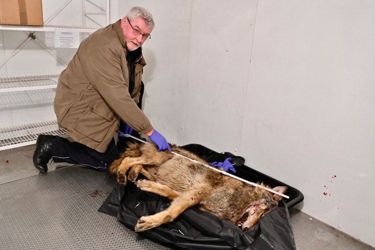 Im Kühlraum des Landkreises: Wolfsberater Ulrich Heitmann vermisst das getötete Tier. Foto: M. Niehues