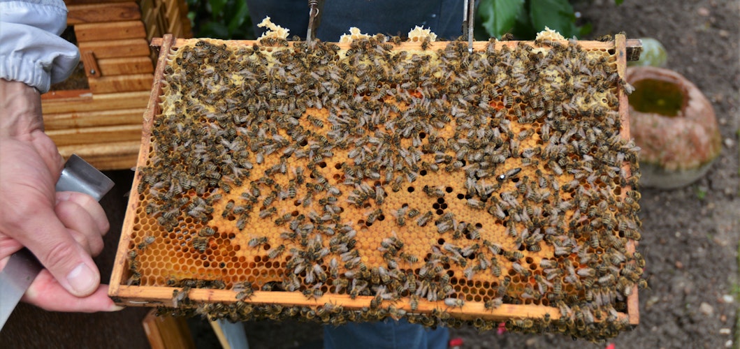 Fleißige Bienchen: Das Bienenvolk von Heiner Meyerrose bei seiner Arbeit - der Honigproduktion. Foto: E. Wenzel
