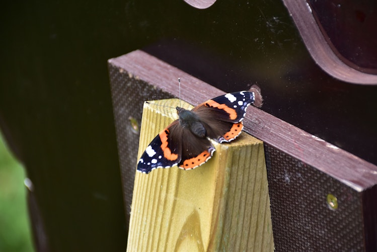 Neue Heimat: Jede Menge Schmetterlinge, darunter auch mancher Admiral, leben auf der Streuobstwiese. Foto: Lammert