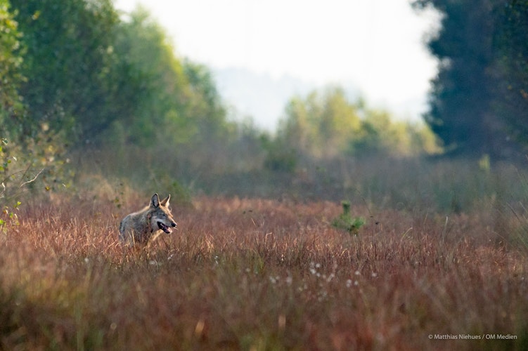 Wolf im Moor zwischen Goldenstedt und Barnstorf. Foto: M. Niehues