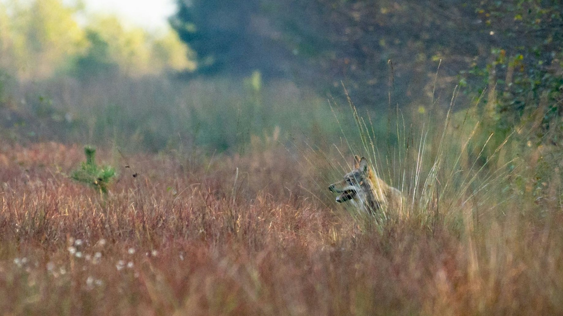 Seltenes Fotoglück: Die Aufnahme zeigt einen Wolf im Moor zwischen Goldenstedt und Barnstorf im Herbst 2021. Foto: M. Niehues