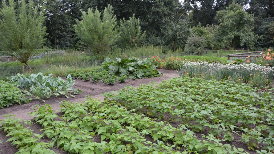 Auch heute noch genutzt: Im Garten werden heimische Sorten angebaut. Foto: Hermes