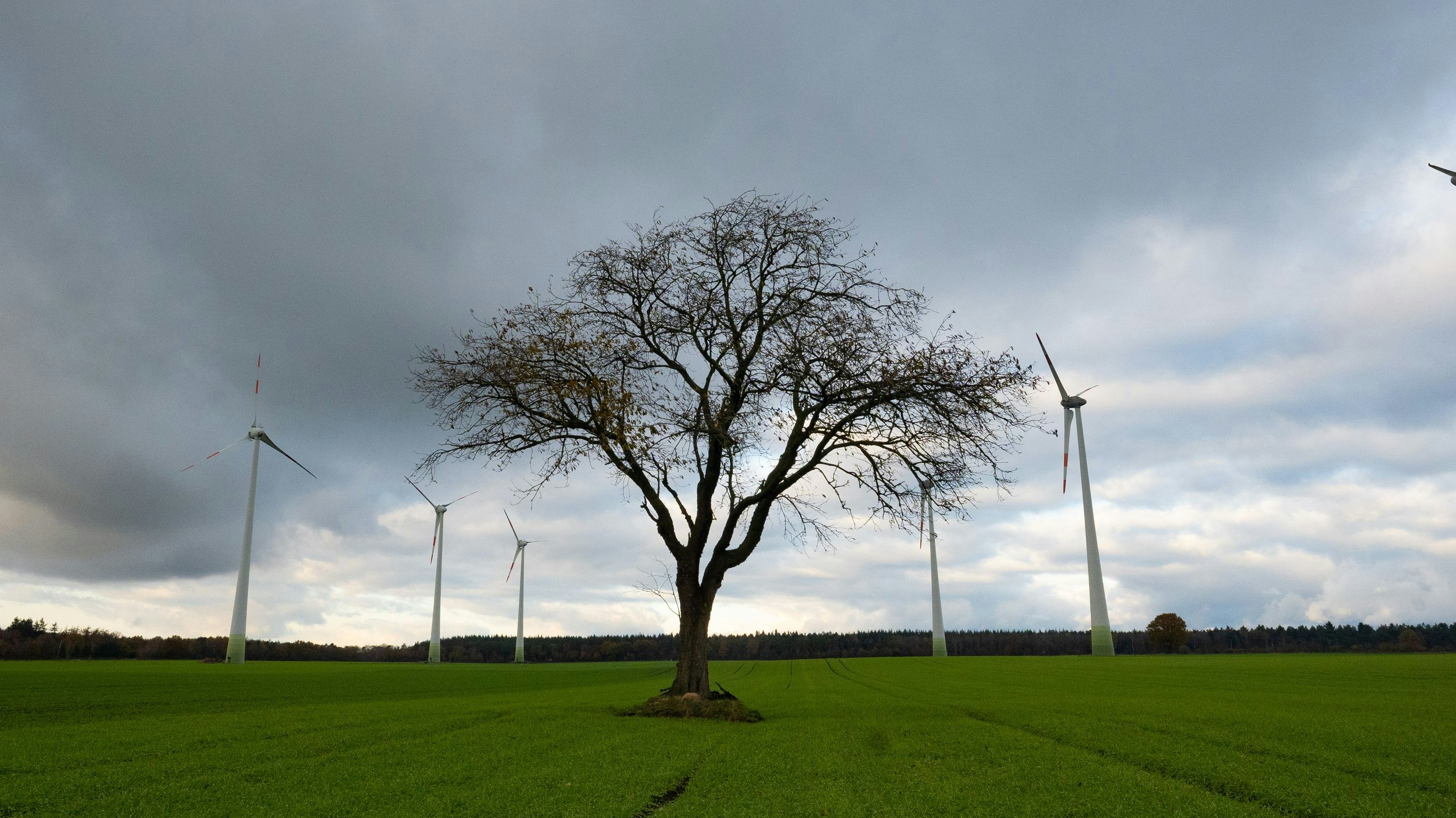 Kontrastprogramm: Flankiert von den riesigen Windrädern steht der Kirschbaum einsam auf dem Feld. Foto: Vorwerk