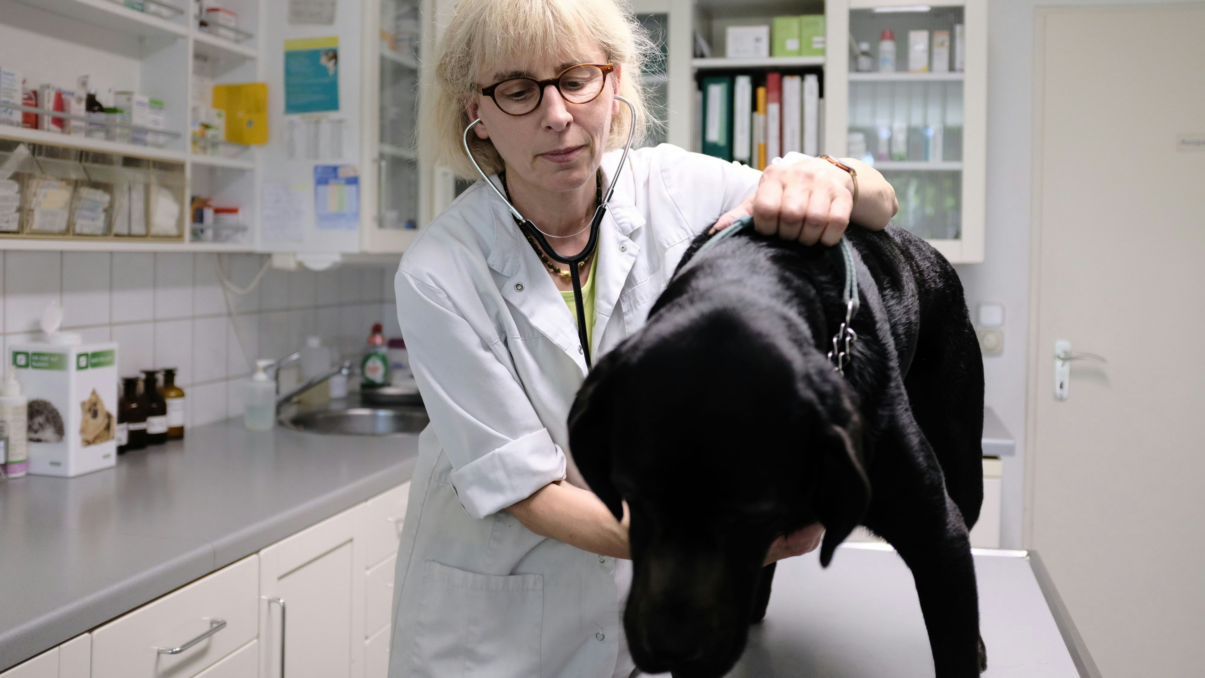 Selten aber lebensgefährlich: Hitzeschläge bekommt Dr. Mechtild Glup in ihrer Kleintierpraxis nicht oft zu Gesicht. Foto: Niemeyer