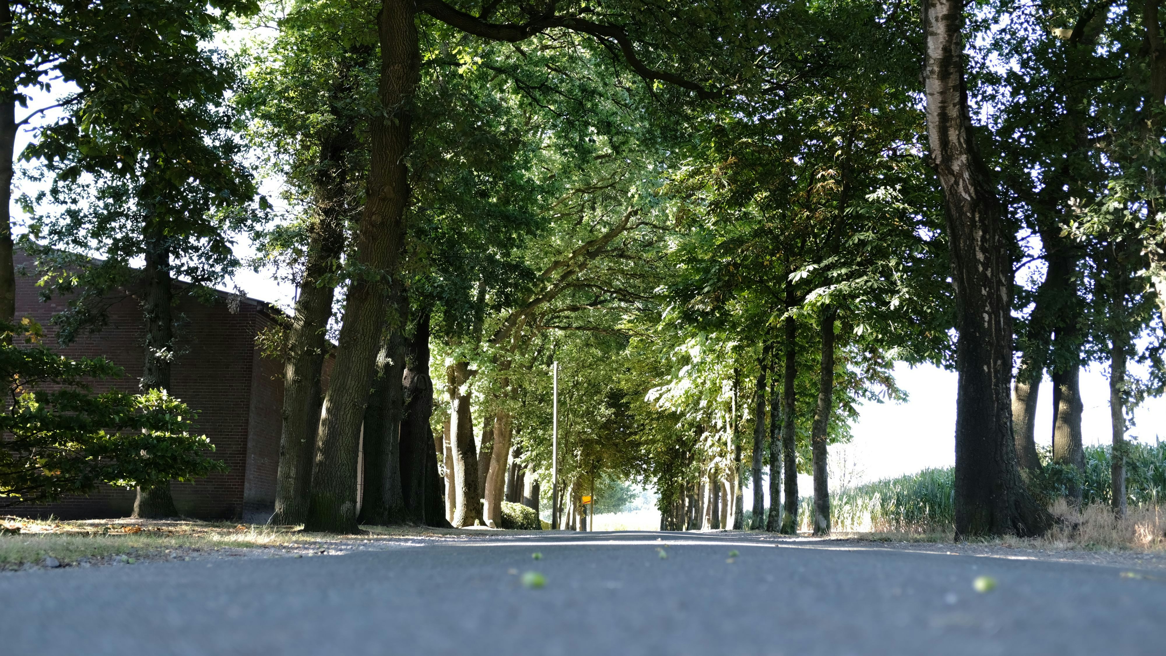 Wie lange stehen sie noch? Die Bäume am Brookweg müssten gefällt werden, wenn die Straße nach den Plänen der Stadt ausgebaut wird. Foto: Niemeyer