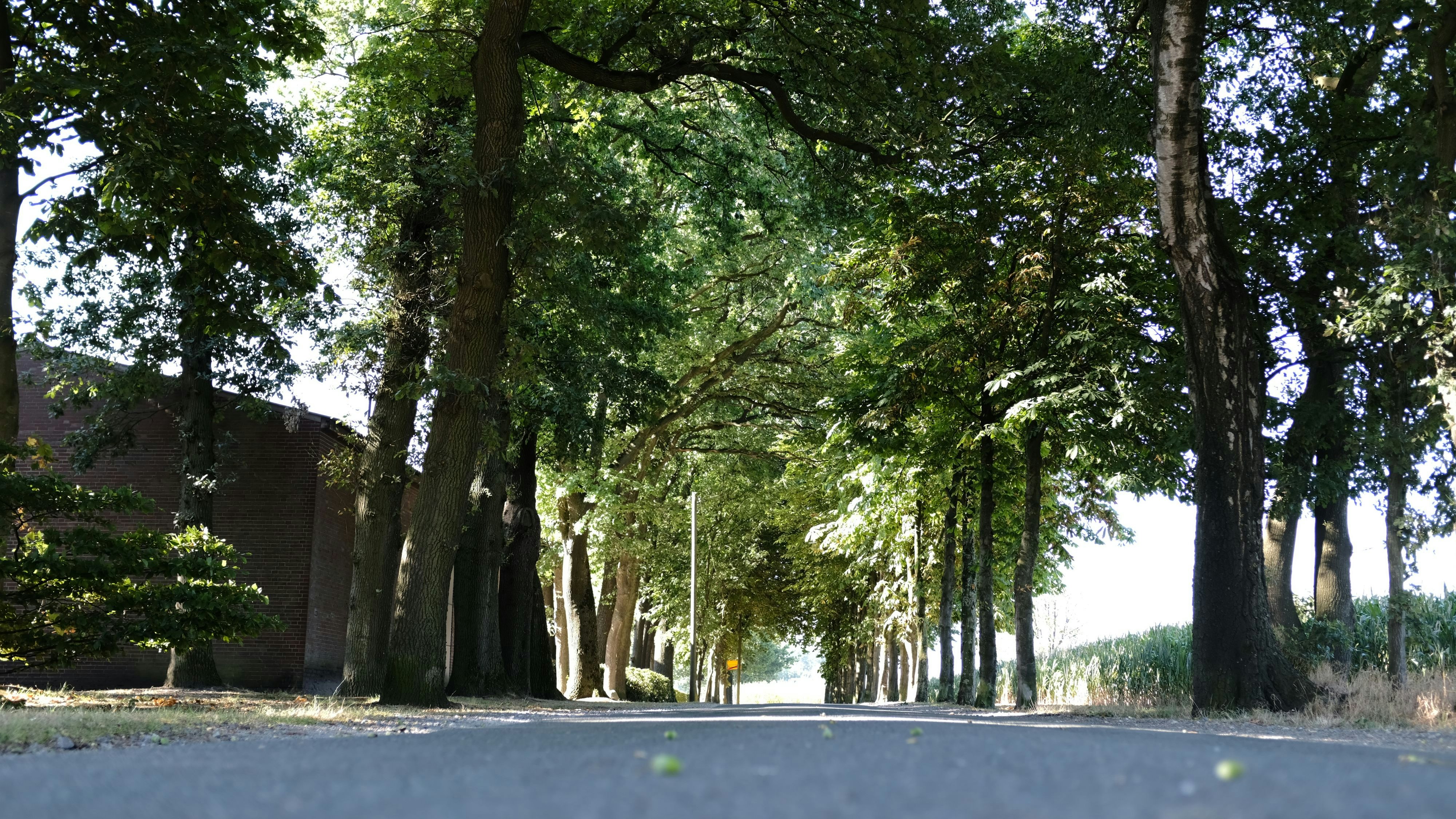 Wie lange stehen sie noch? 49 Bäume am Brookweg müssten gefällt werden, wenn die Straße nach den Plänen der Stadt ausgebaut wird. Foto: Niemeyer