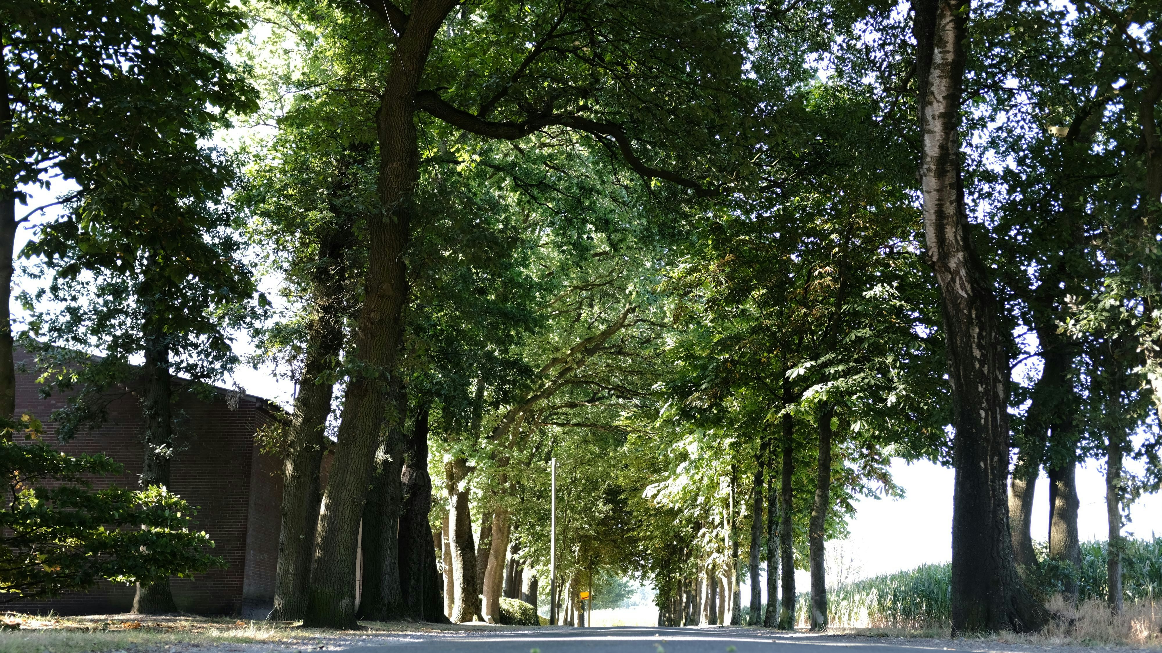 Werden wohl gefällt: 49 Bäume am Brookweg in Cloppenburg. Archivfoto: Niemeyer