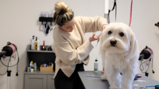 Scheren, schneiden, trimmen: Zu Gast bei Hundefriseurin Veronika Espelage
