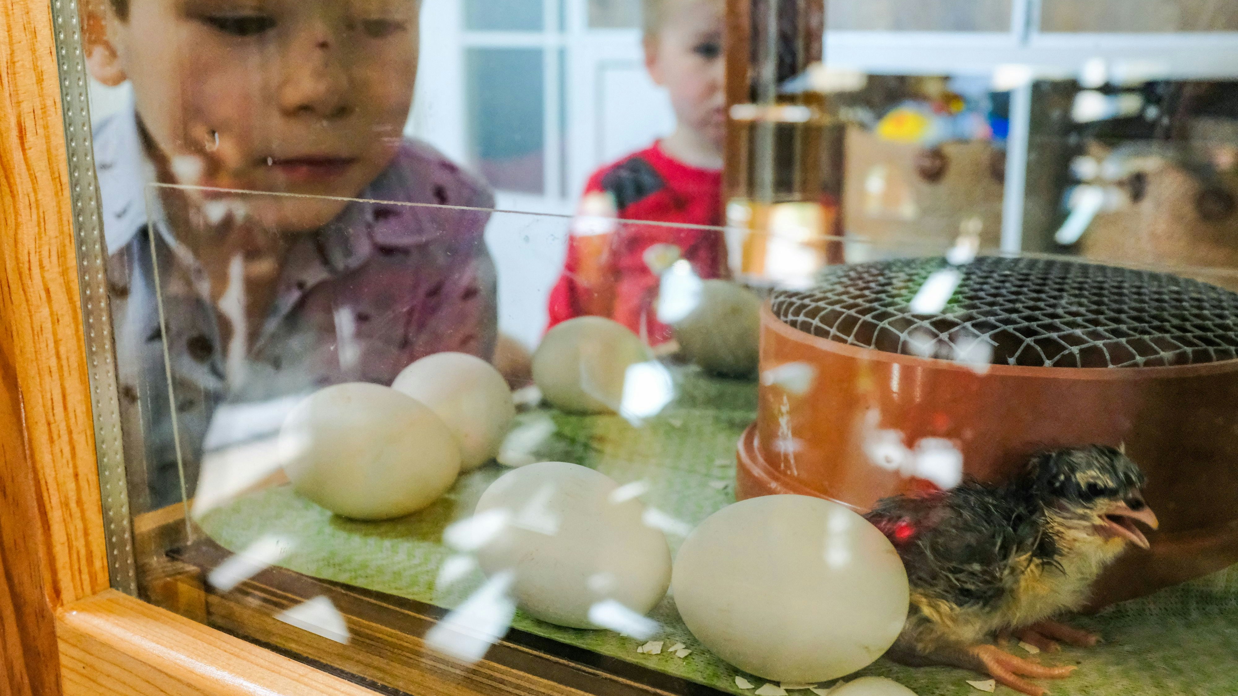 Die Kinder staunen: Wie schaffen es die Küken bloß aus den Eiern? Foto: Niemeyer