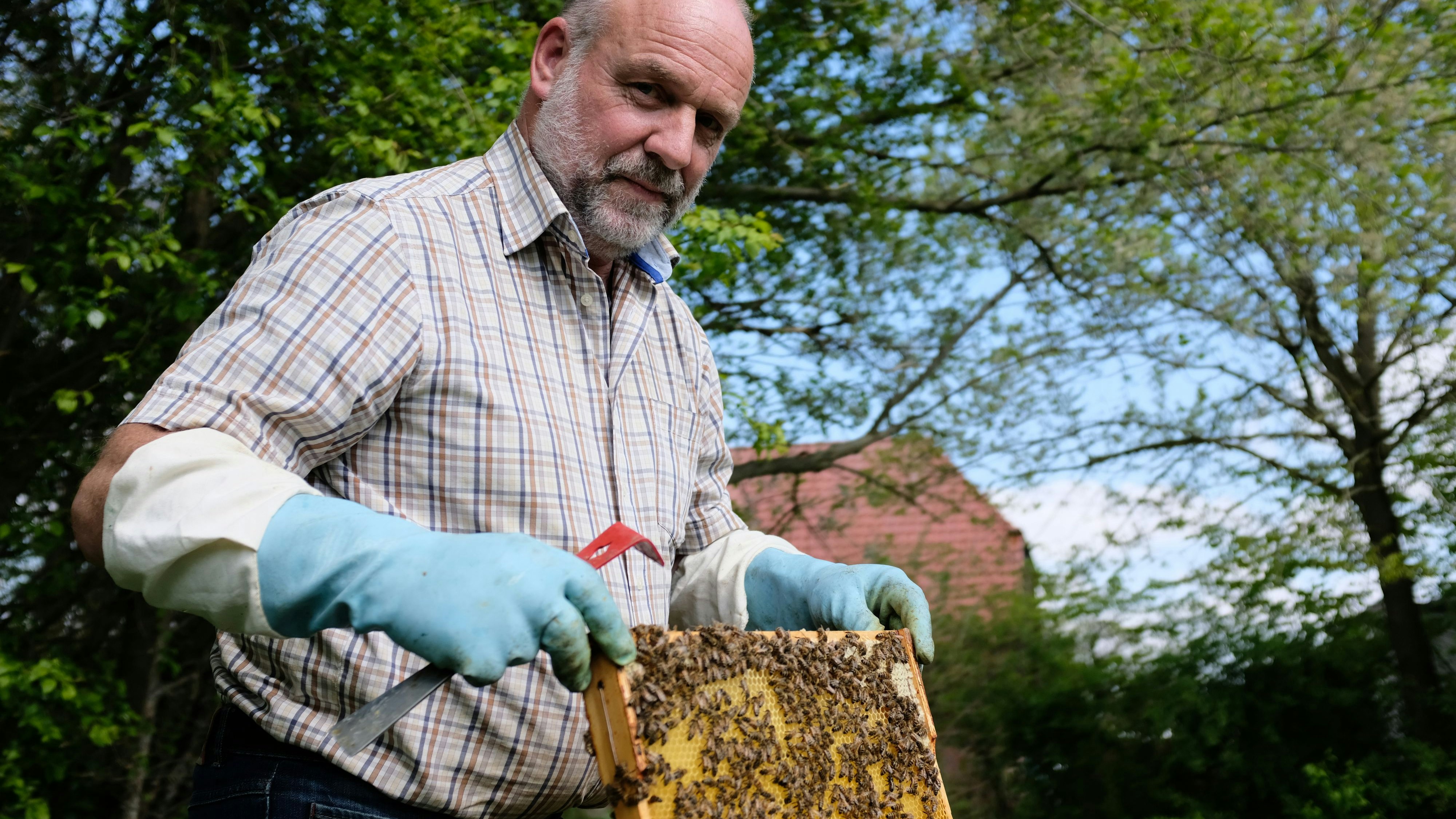 Eine Schutzausrüstung braucht er nicht: Bienen seien friedliche Tiere, sagt Klaus Ruf. Foto: Niemeyer