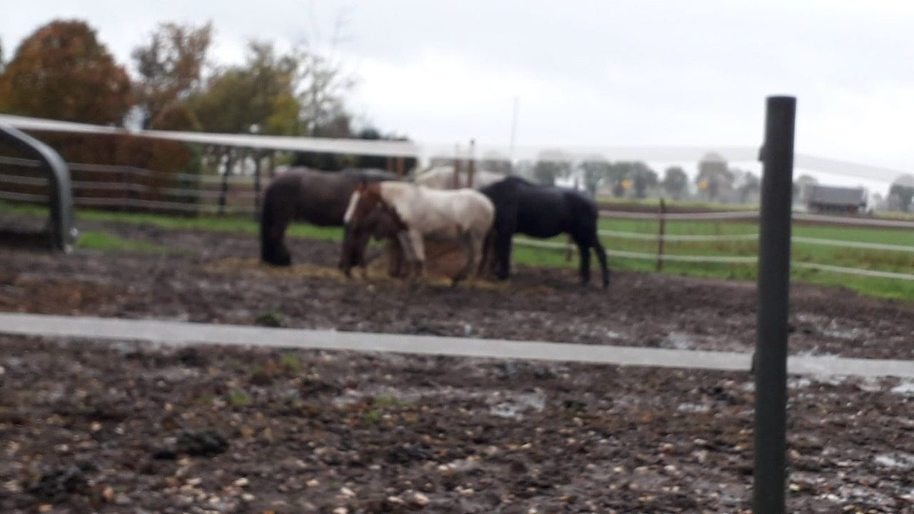 Schweres Geläuf: Das Veterinäramt bemängelt weiterhin die Unterbringung der Pferde auf einer Koppel in Helmighausen. Foto: privat