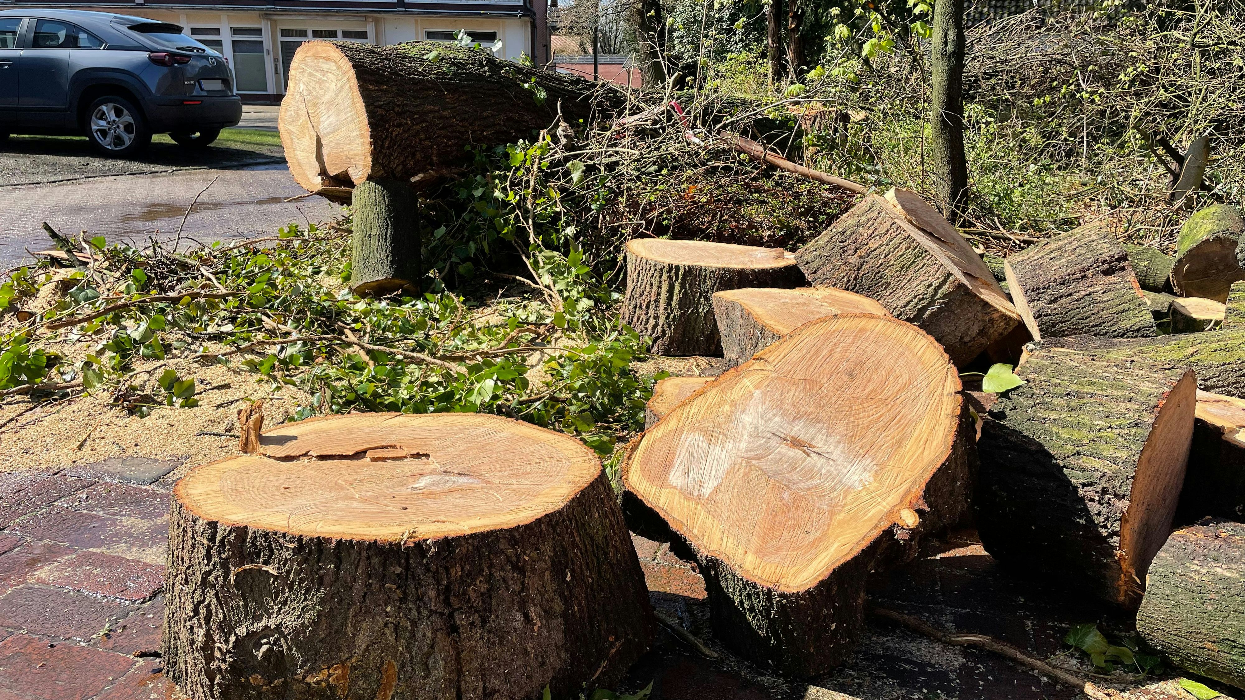 Brennholz: Rund 50 Jahre alt dürften die Bäume gewesen sein, an die die jungen Männer eine Motorsäge angesetzt haben. Foto: Thomas Vorwerk