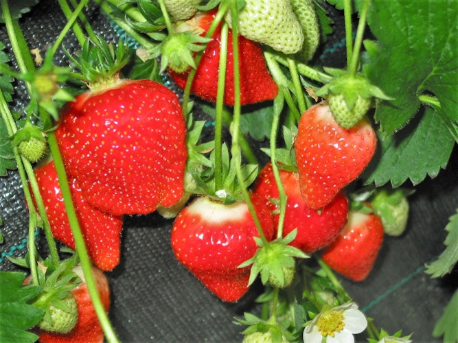em  Als eine der ersten Sorten werden Erdbeeren der Frühsorte ,Clery in ungeheizten Folientunneln geerntet. Foto: NordmannLandwirtschaftskammerem