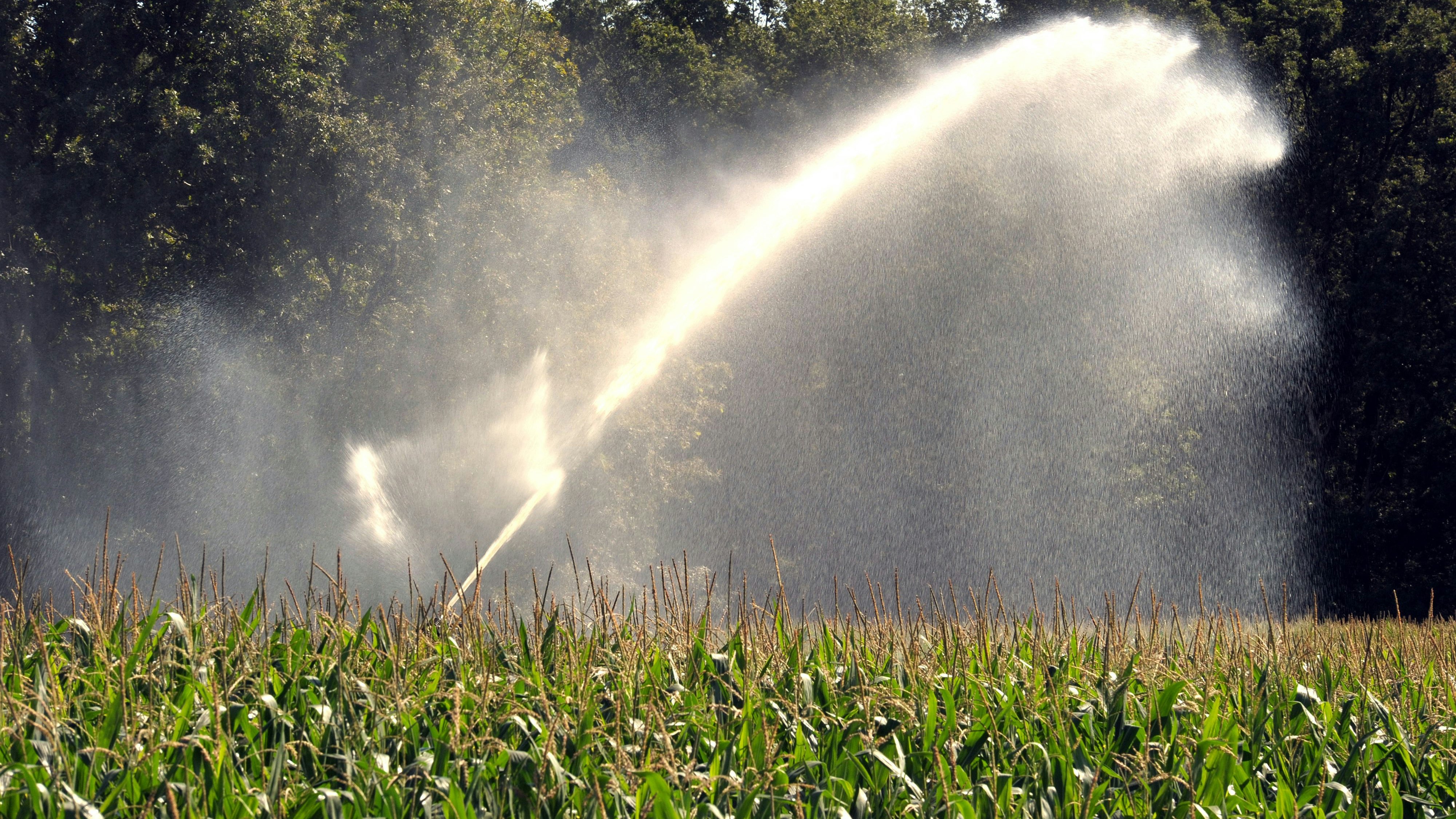 Durch die Luft geschossen: Künstlich beregnetes Maisfeld. Das Grundwasser wird derweil vor Ort immer knapper.&nbsp; &nbsp; Symbolfoto: dpa/Hollemann
