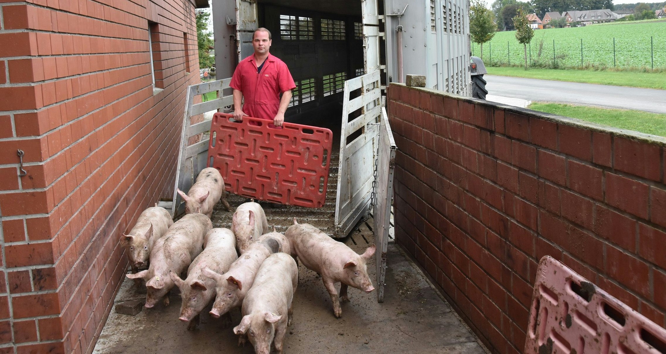 Neue Ferkel: Sören Meyer leitet die Jungtiere aus eigener Erzeugung in den Maststall. Dass es darin Platz für neue Schweine gibt, ist derzeit nicht selbstverständlich. Foto: Tzimurtas